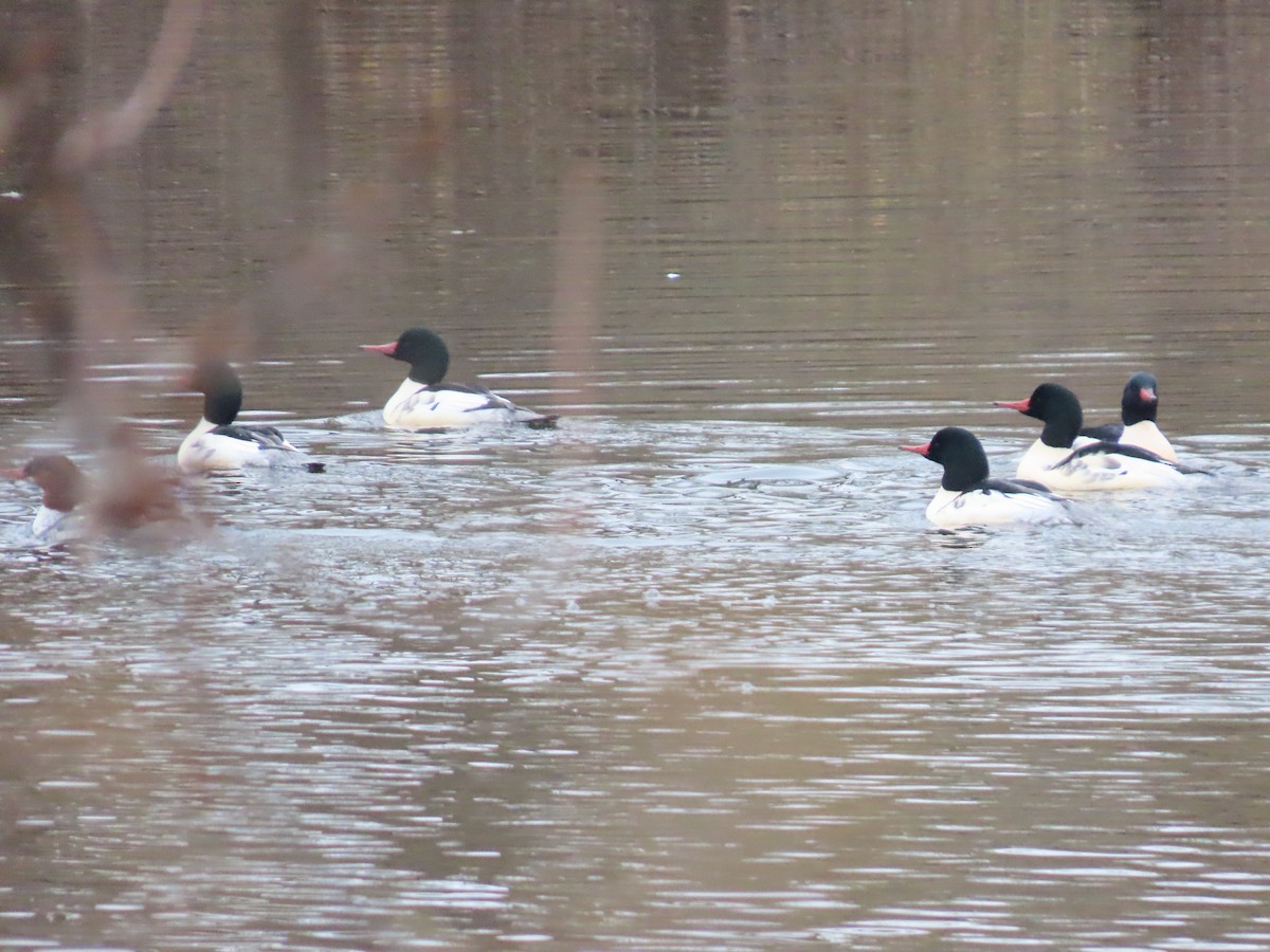 Common Merganser - ML645961516