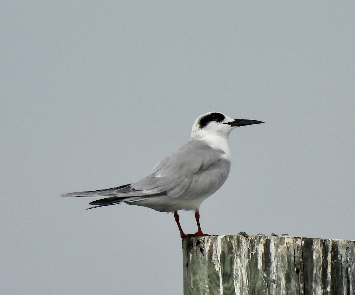 Крячок неоарктичний - ML645961517