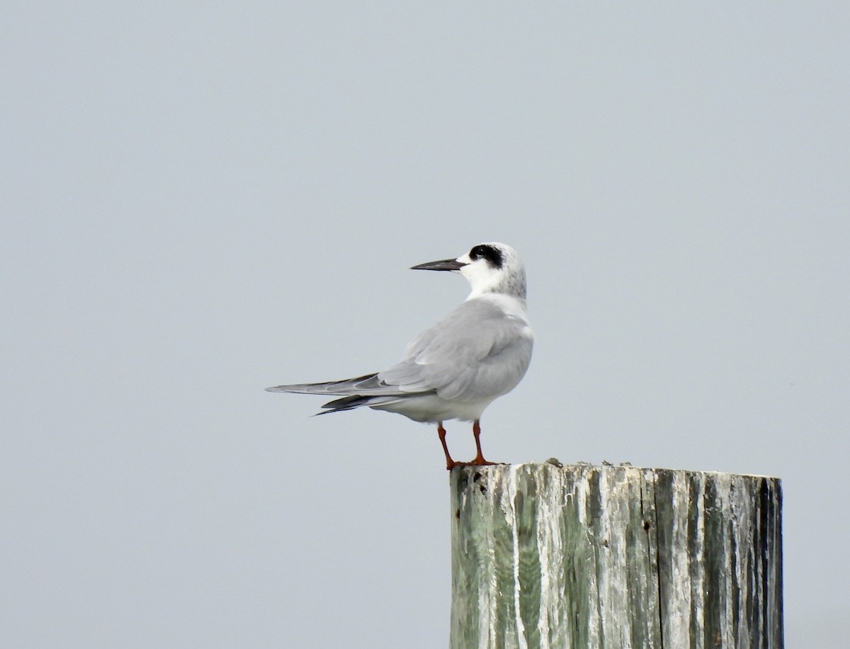 Крячок неоарктичний - ML645961518