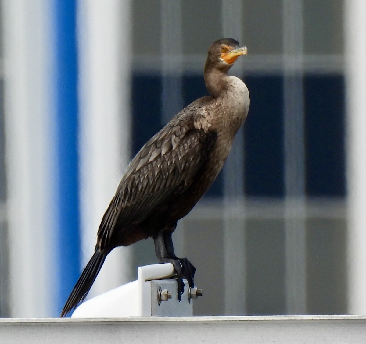 totoppskarv - ML645961519