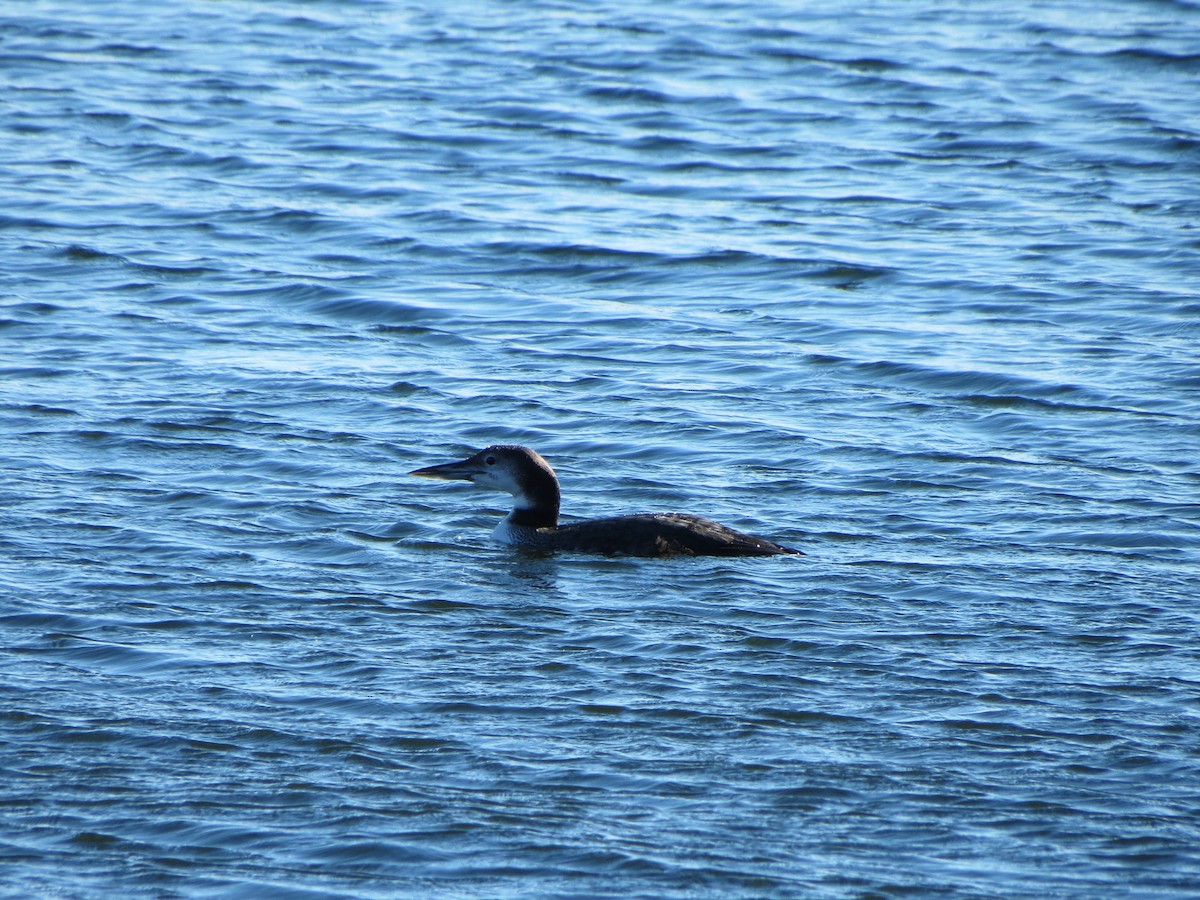 Common Loon - ML645961520