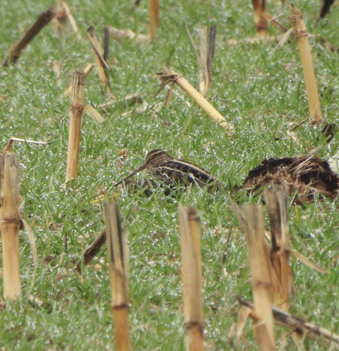 Wilson's Snipe - ML645961521