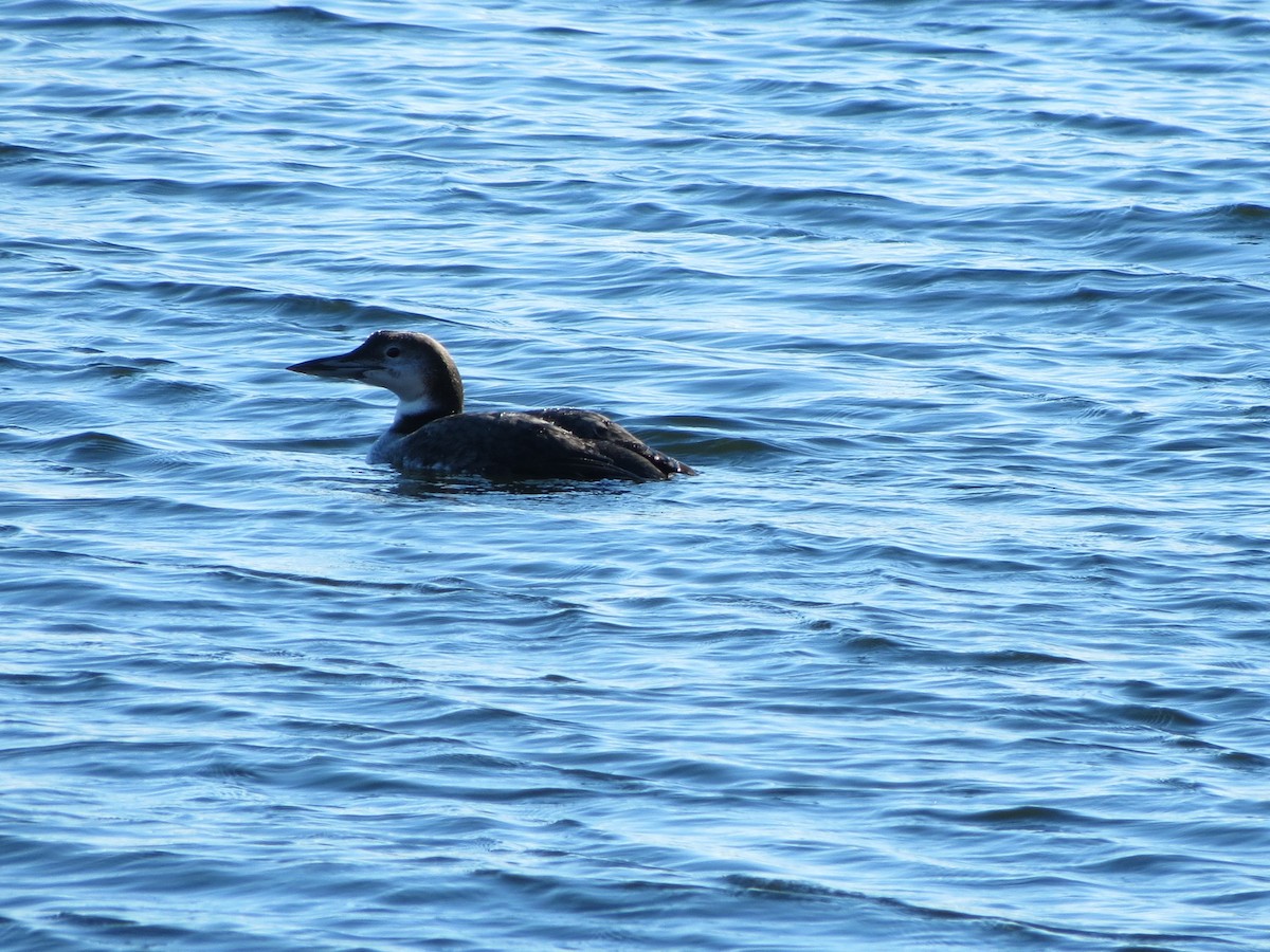 Common Loon - ML645961522