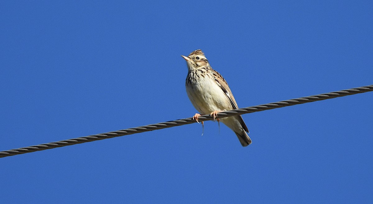 Wood Lark - ML645961523