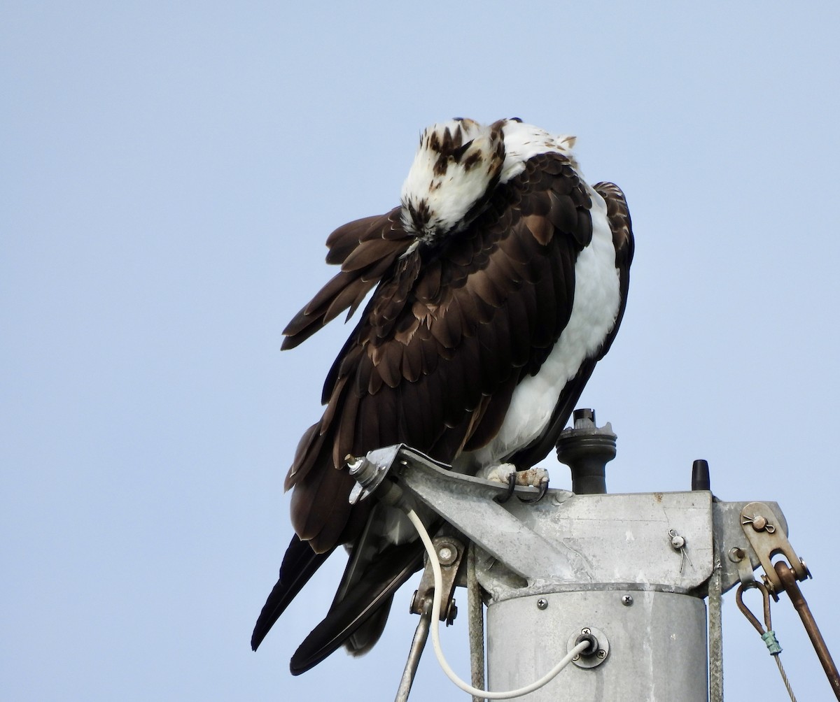 Osprey - ML645961524