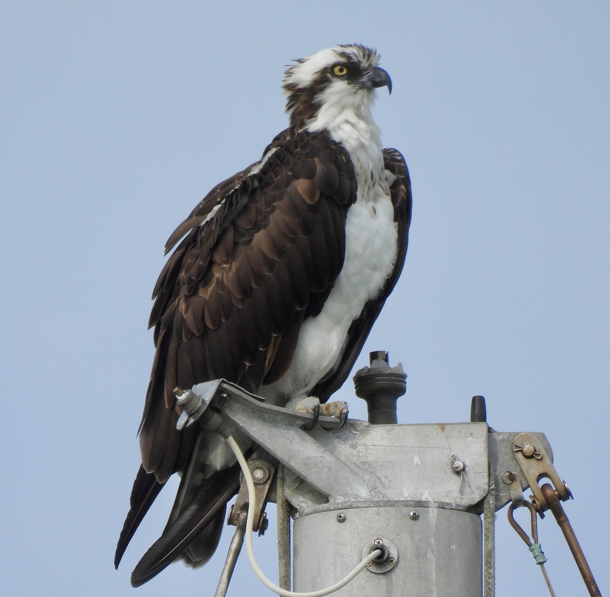 Osprey - ML645961525