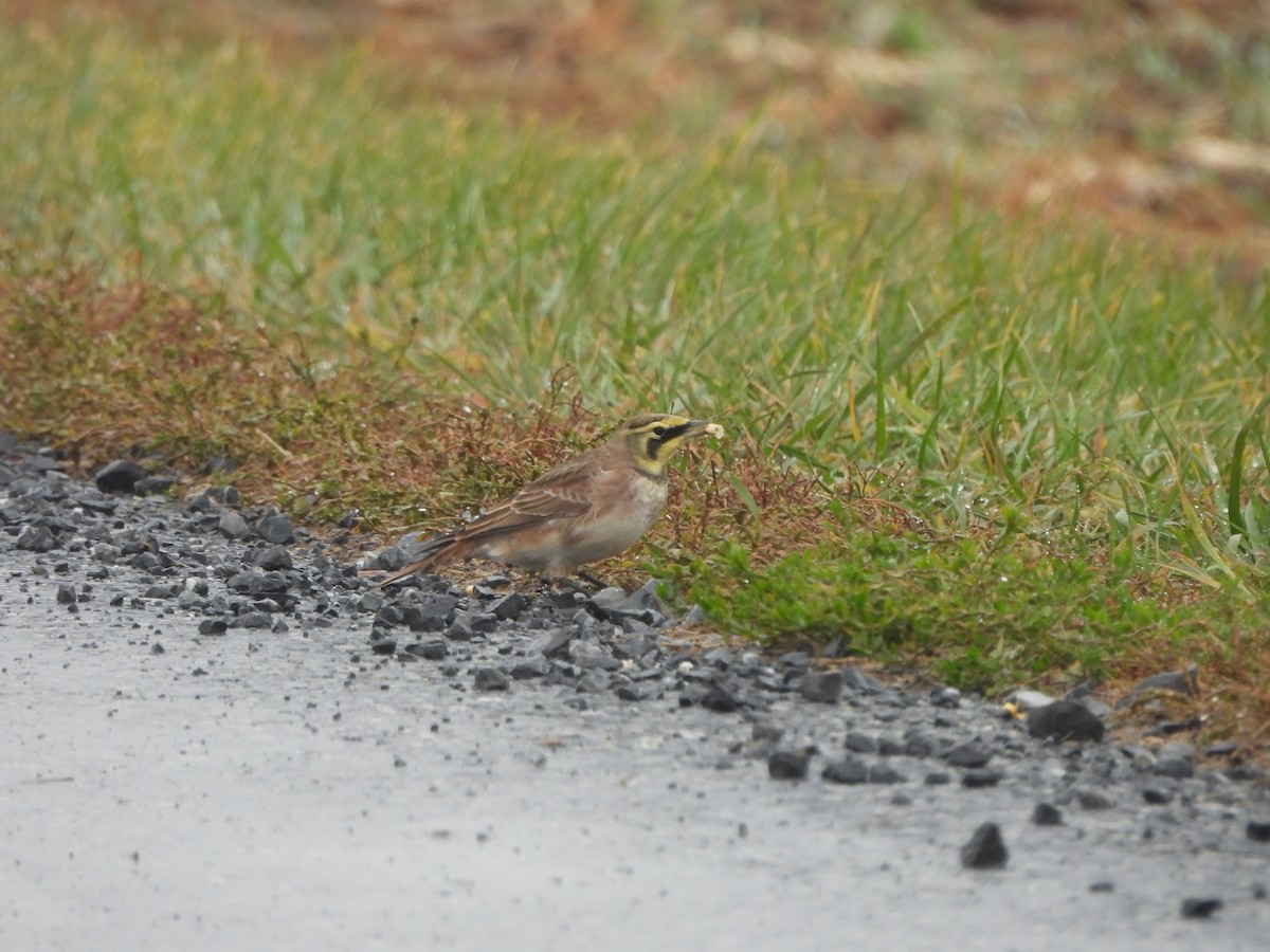 Horned Lark - ML645961526