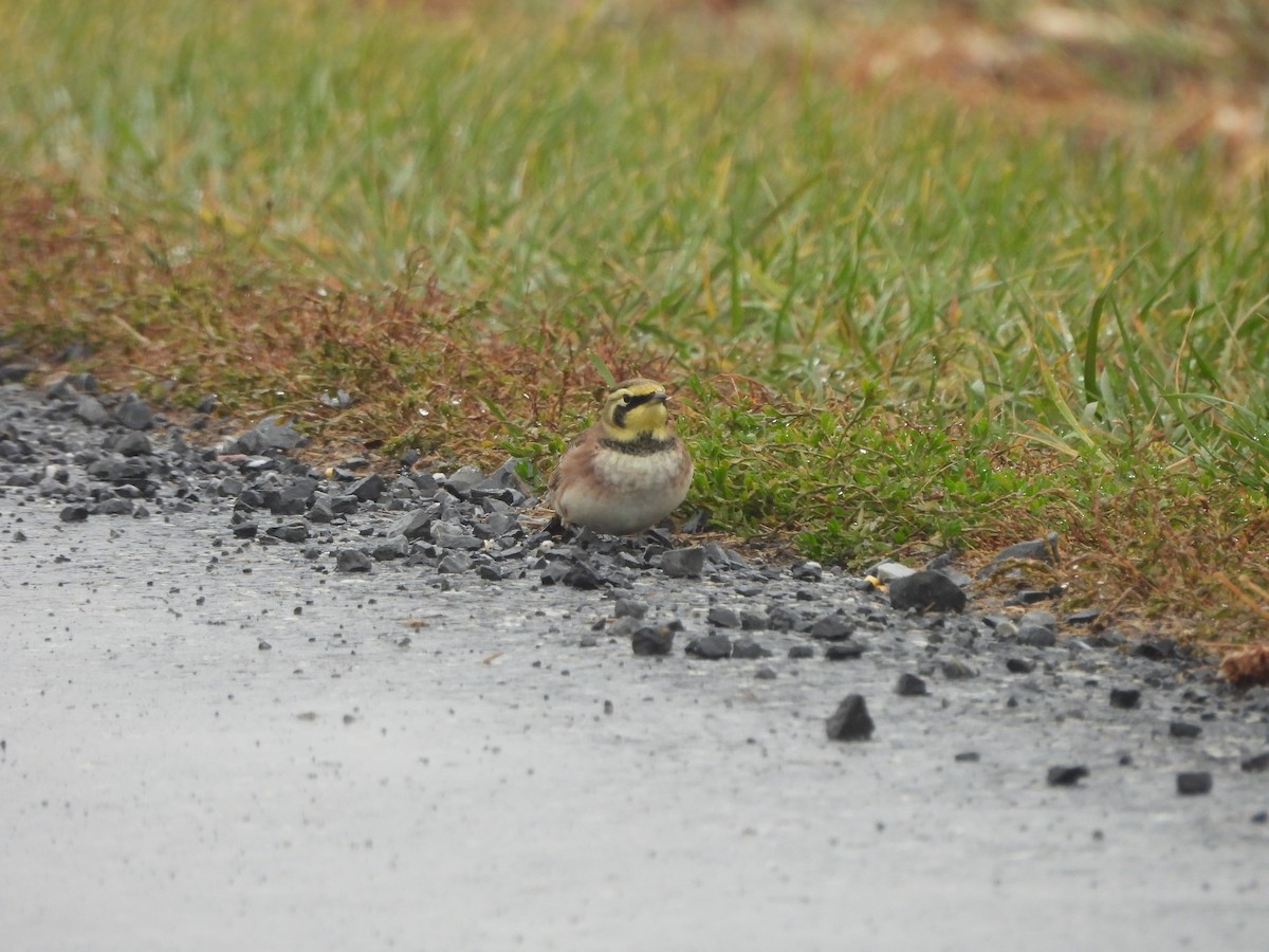 Horned Lark - ML645961527
