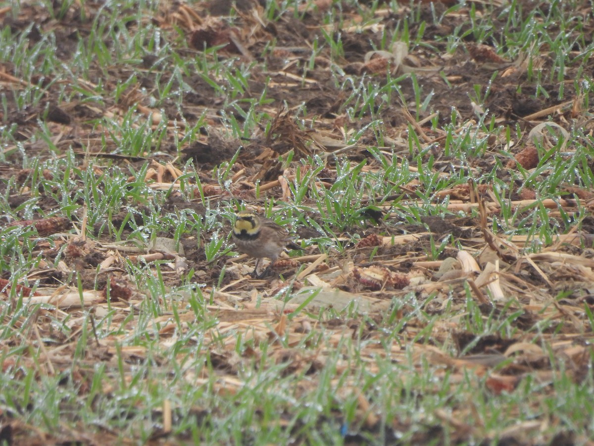 Horned Lark - ML645961528