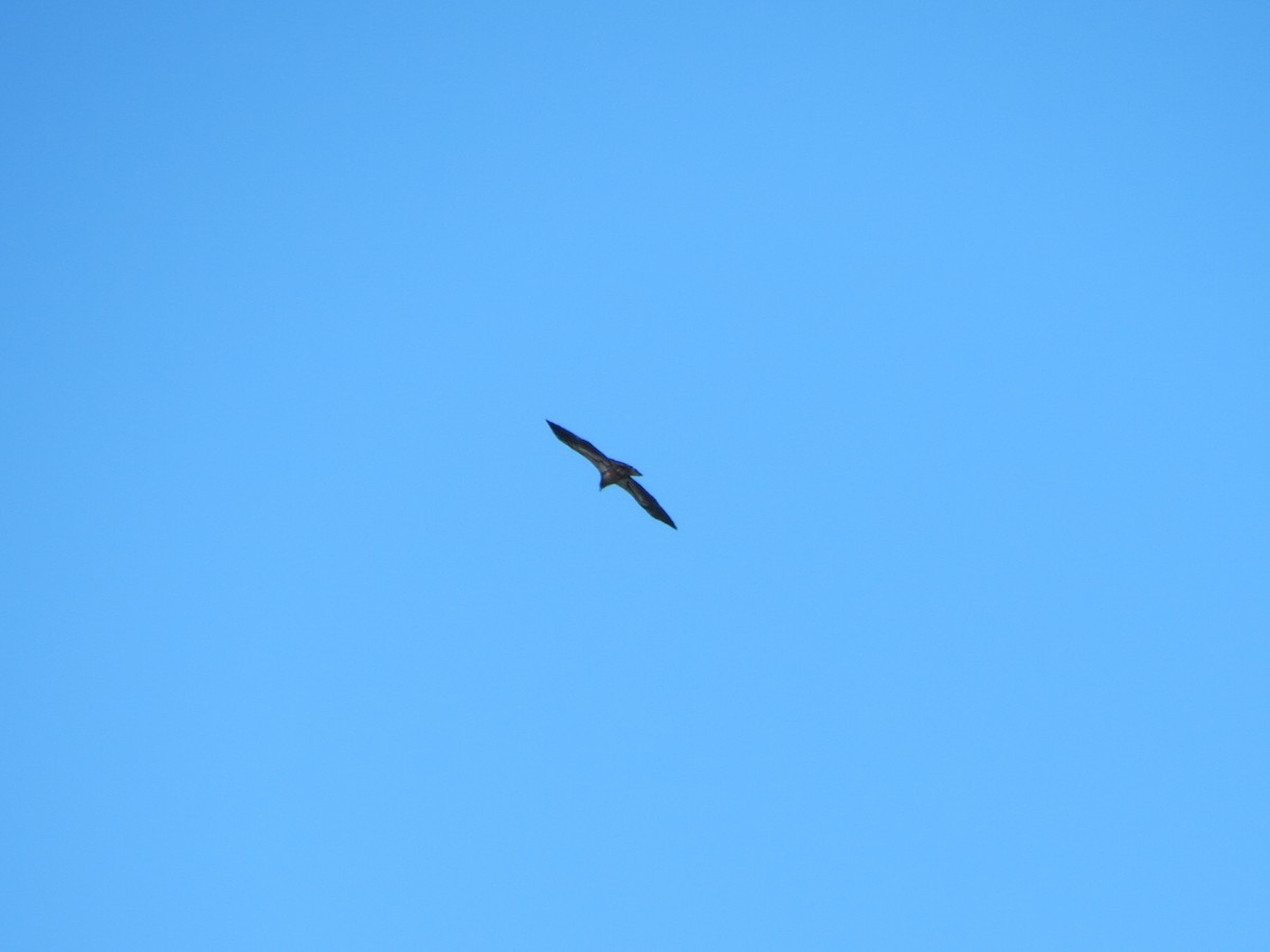 Bald Eagle - ML645961529