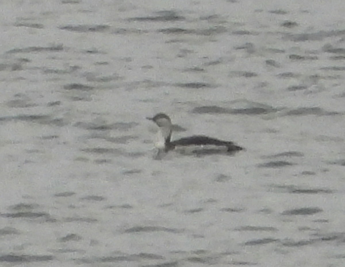 Red-throated Loon - ML645961531