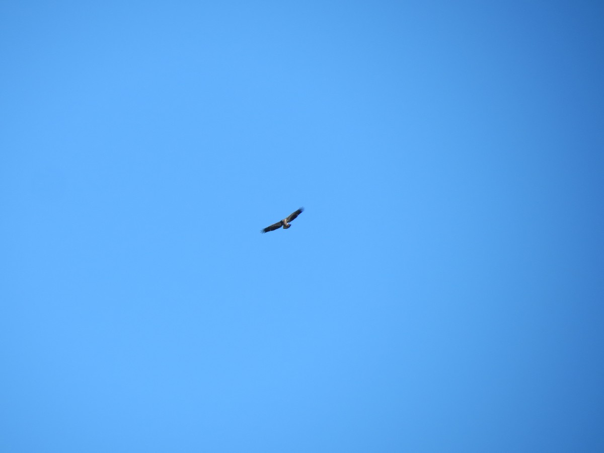 Bald Eagle - ML645961532