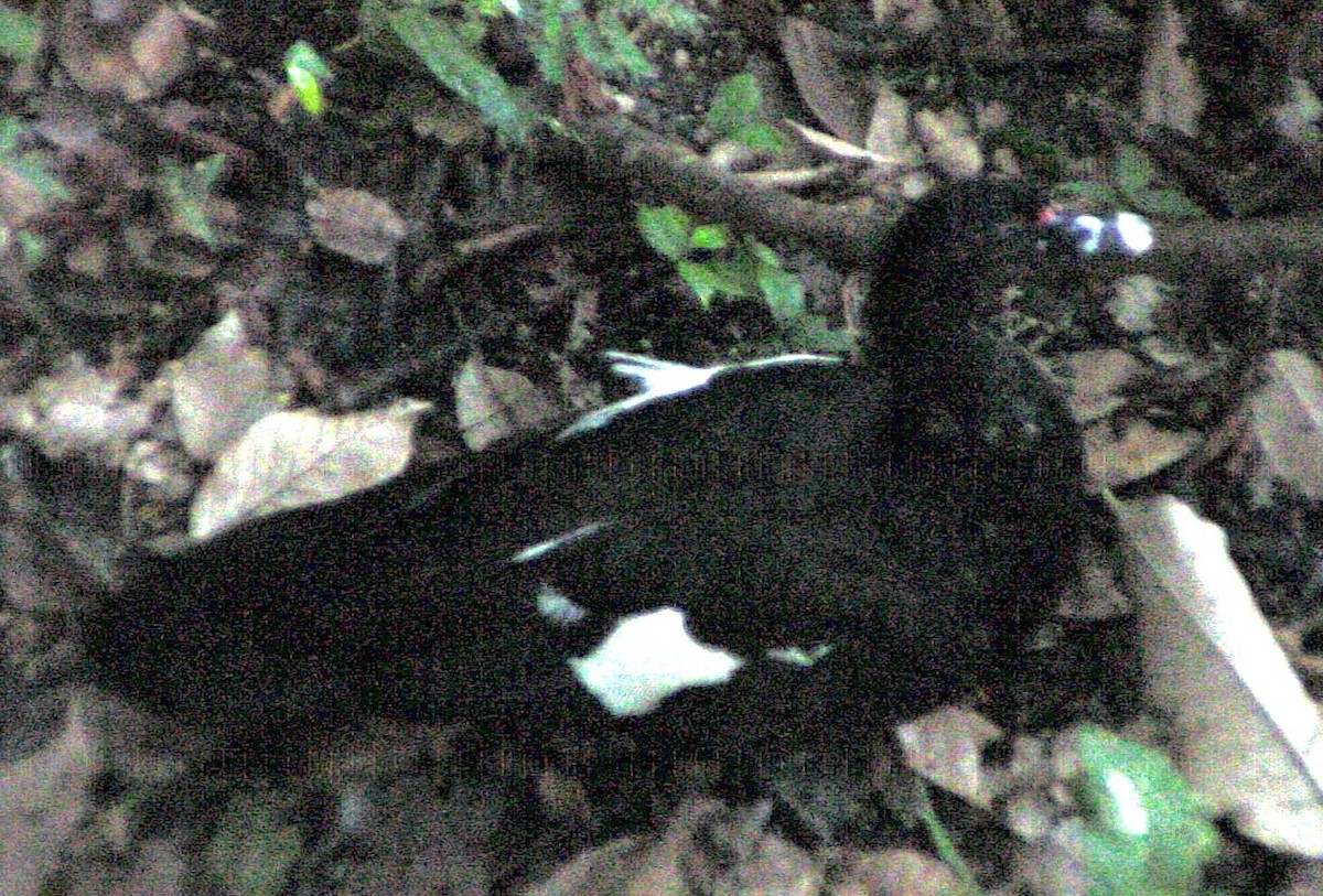 Muscovy Duck - ML645961533