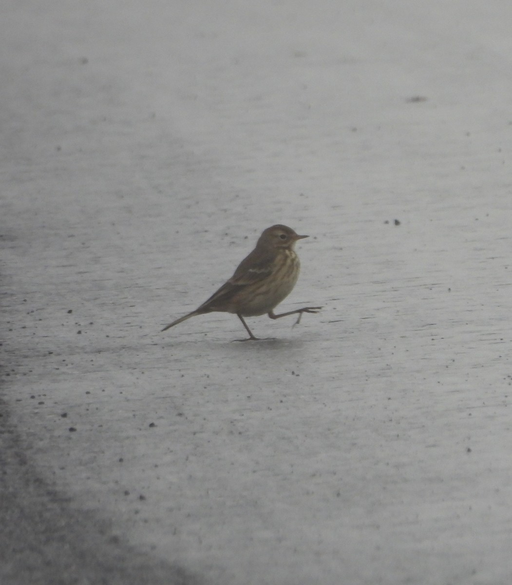 American Pipit - ML645961534