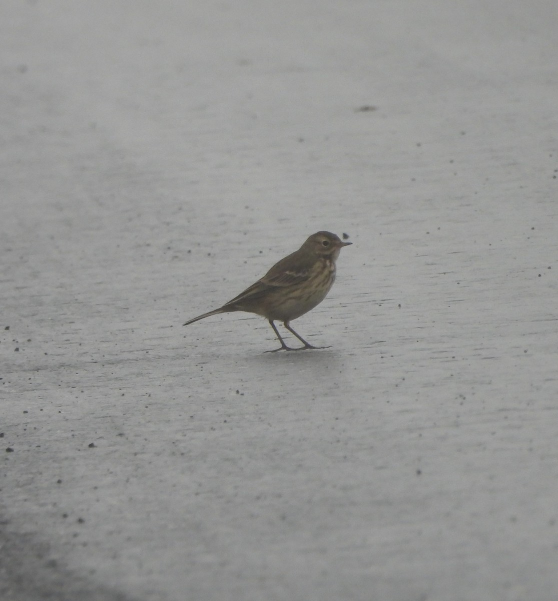 American Pipit - ML645961535