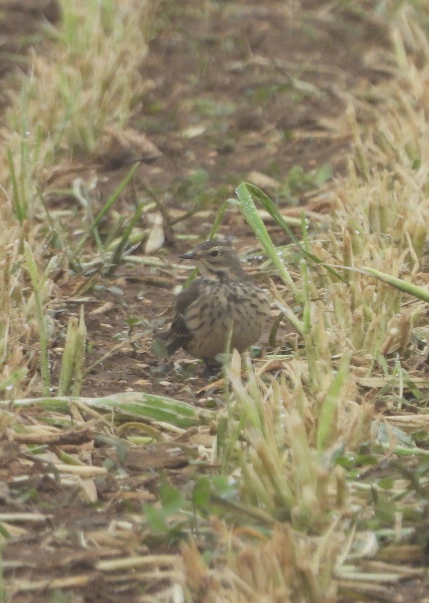 American Pipit - ML645961536