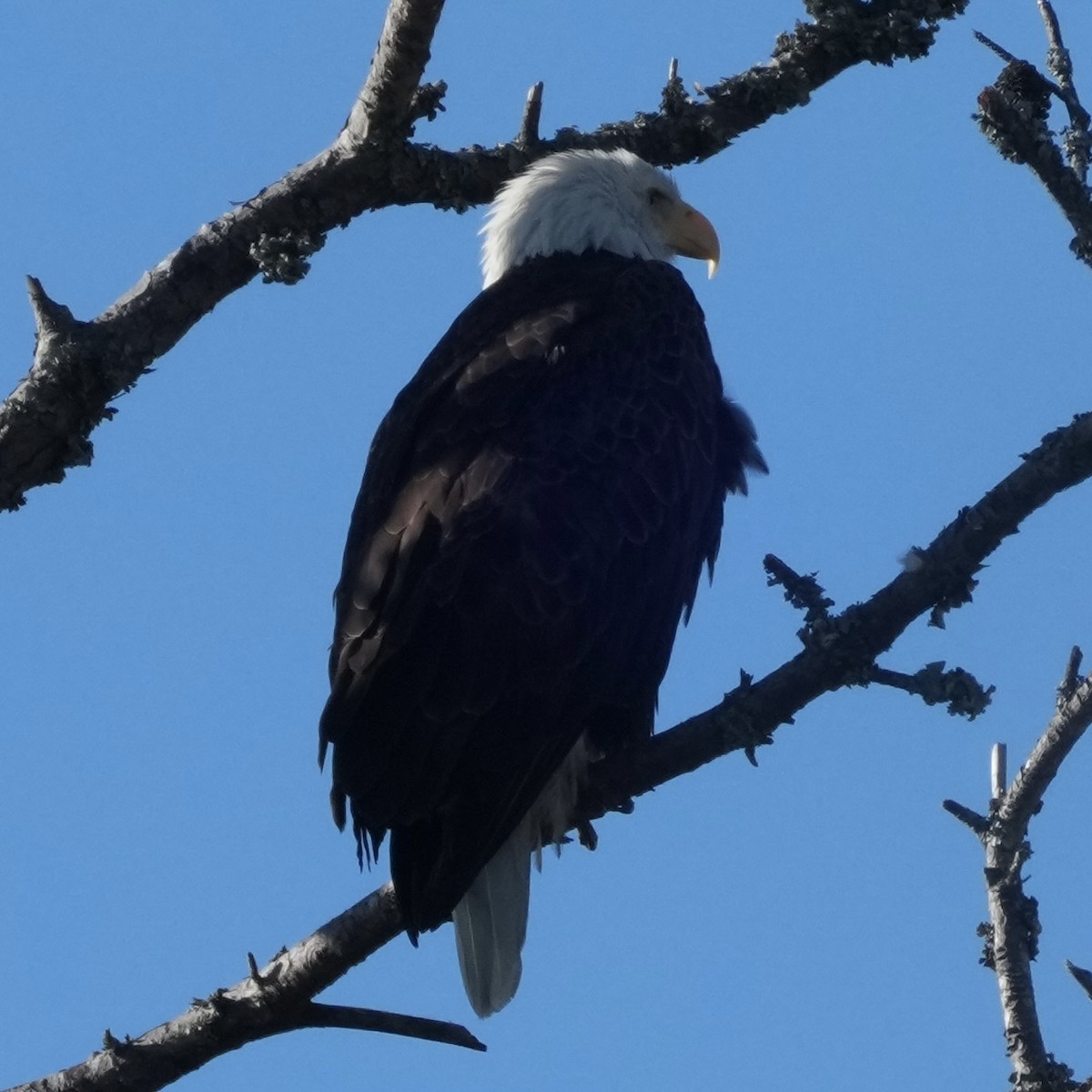 Bald Eagle - ML645961537