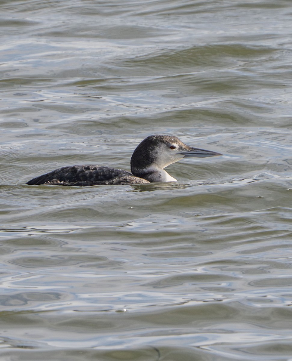Common Loon - ML645961538