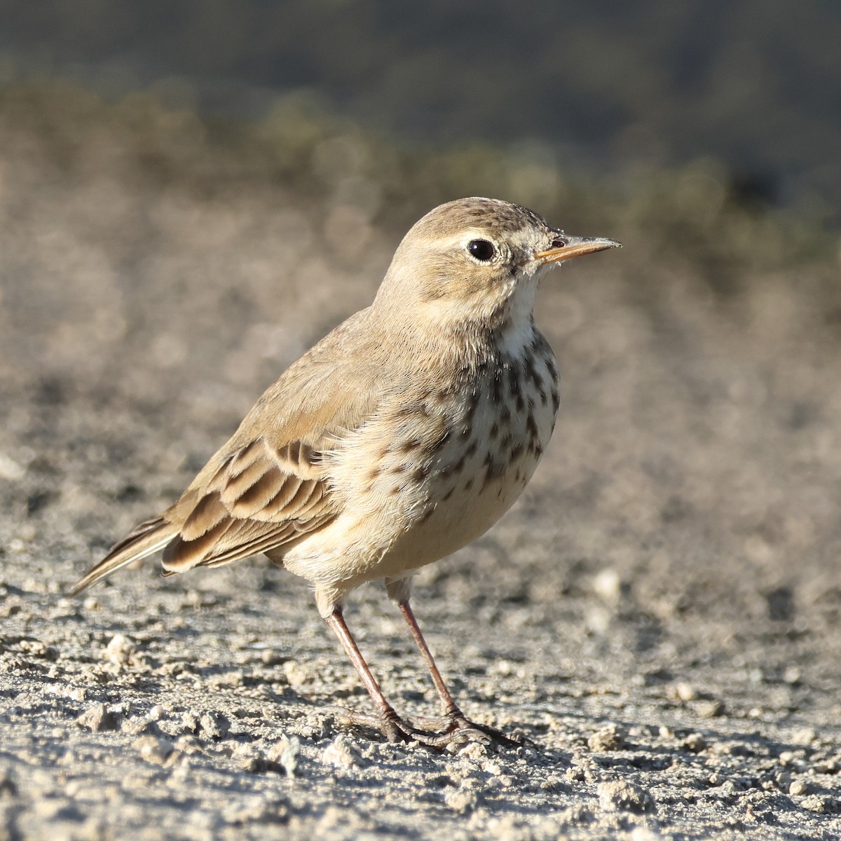 American Pipit - ML645961539