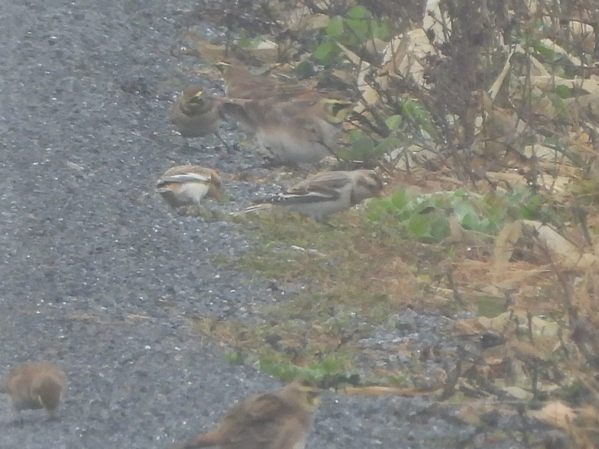 Snow Bunting - ML645961544