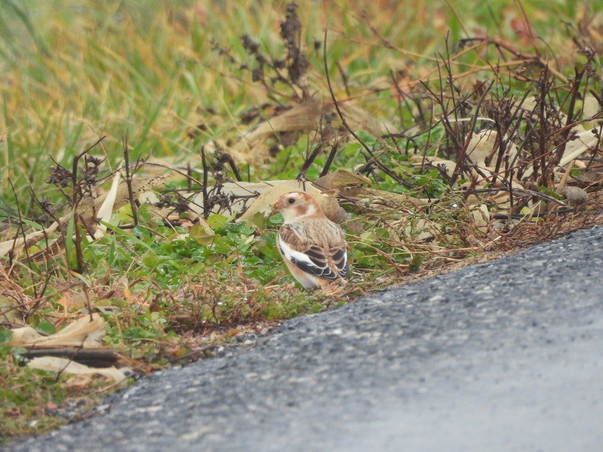 Snow Bunting - ML645961545