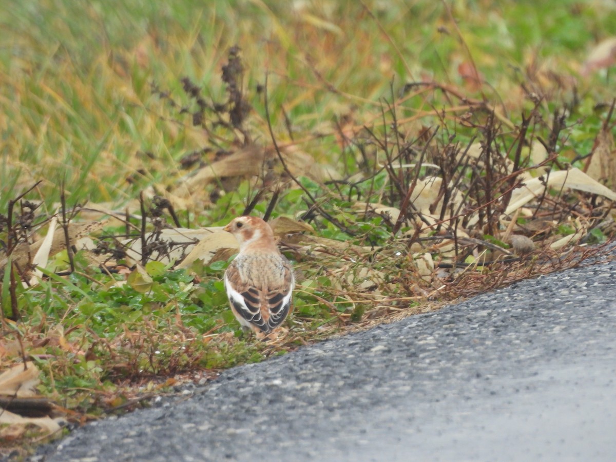 Snow Bunting - ML645961546