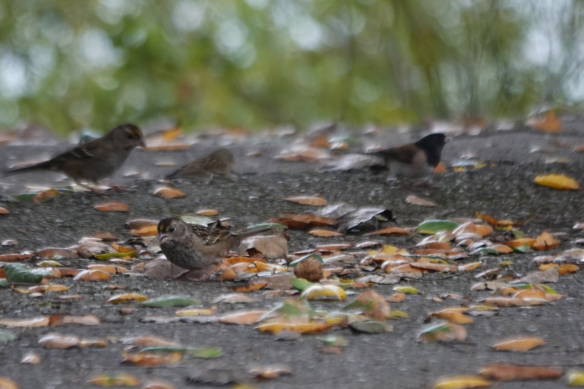 Golden-crowned Sparrow - ML645961547