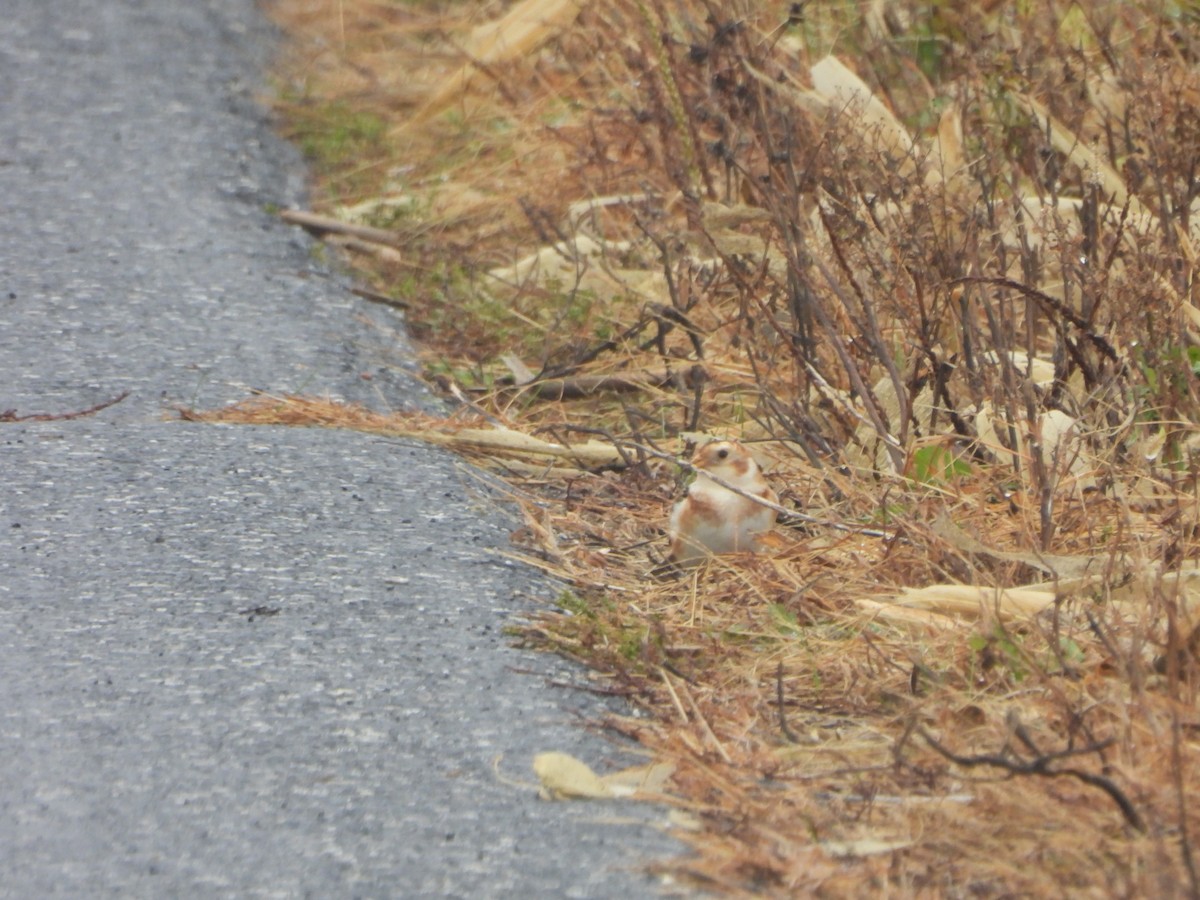 Snow Bunting - ML645961548