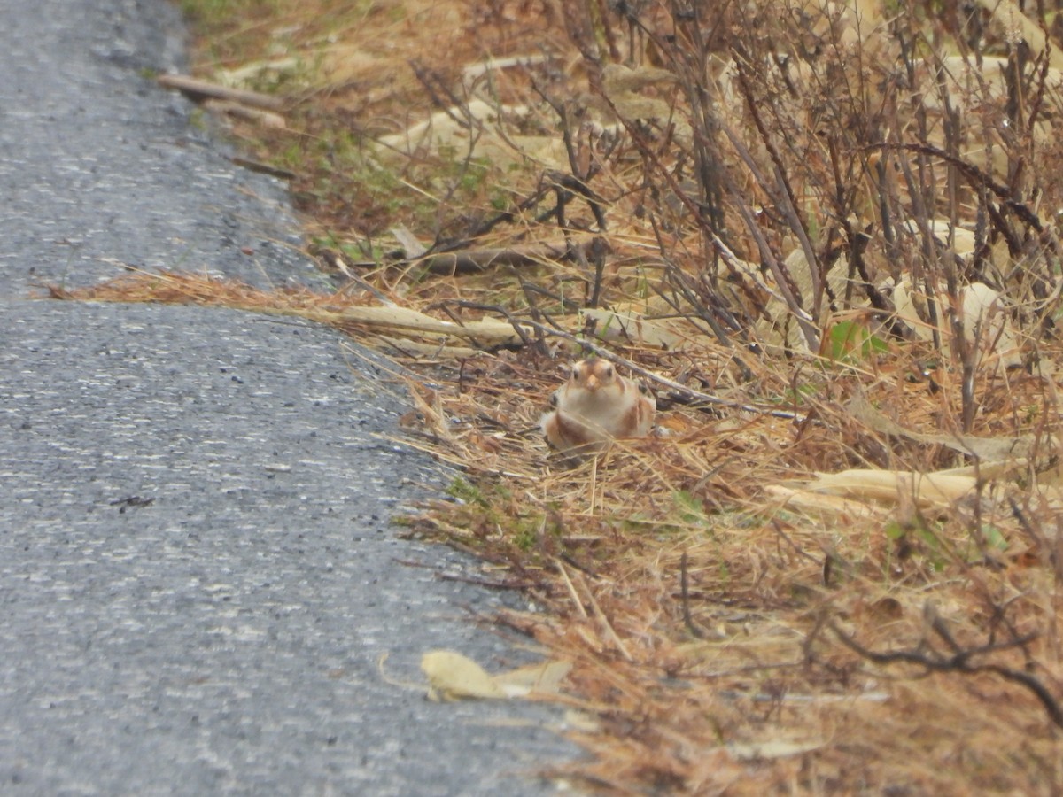 Snow Bunting - ML645961549