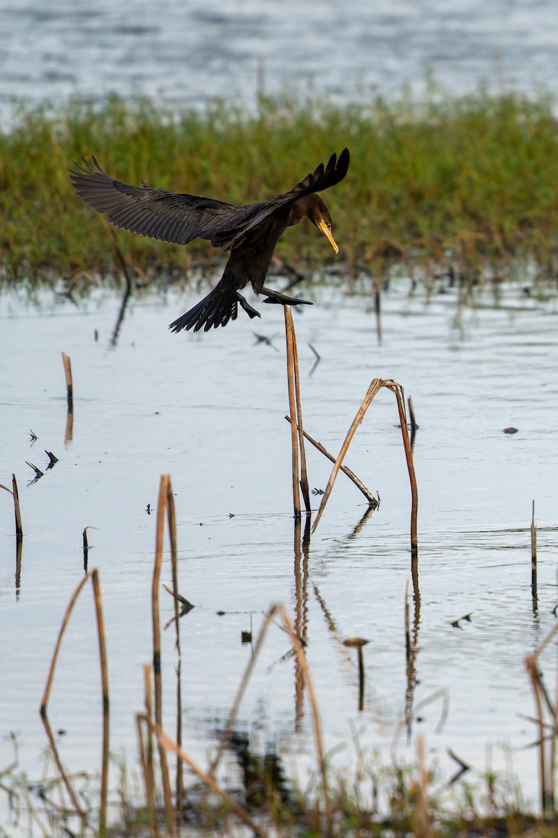 Neotropic Cormorant - ML645961550