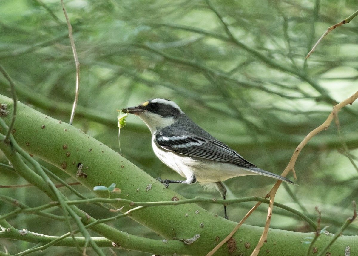 Black-throated Gray Warbler - ML645961551