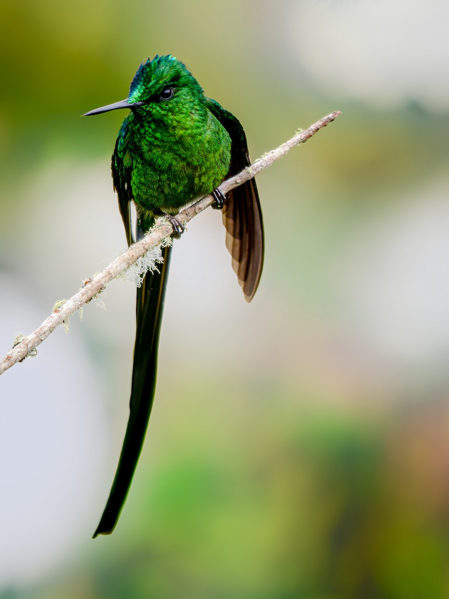 Long-tailed Sylph - ML645961552