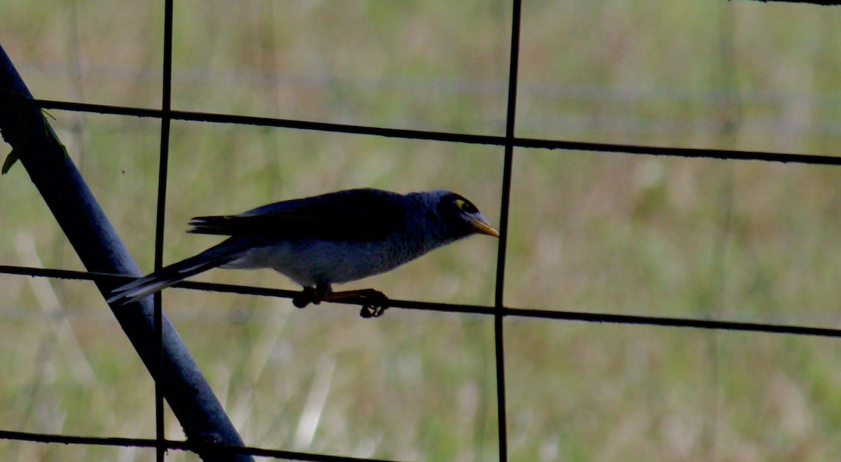 Noisy Miner - ML645961553