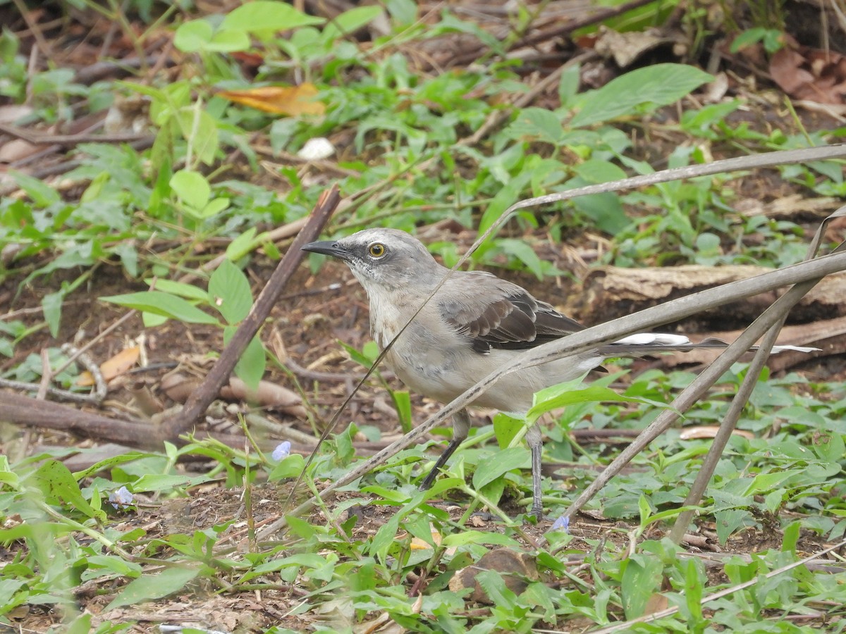 Tropikal Taklitçi - ML645961555