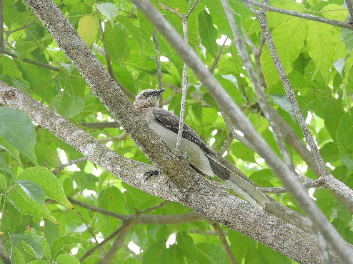 Tropikal Taklitçi - ML645961556