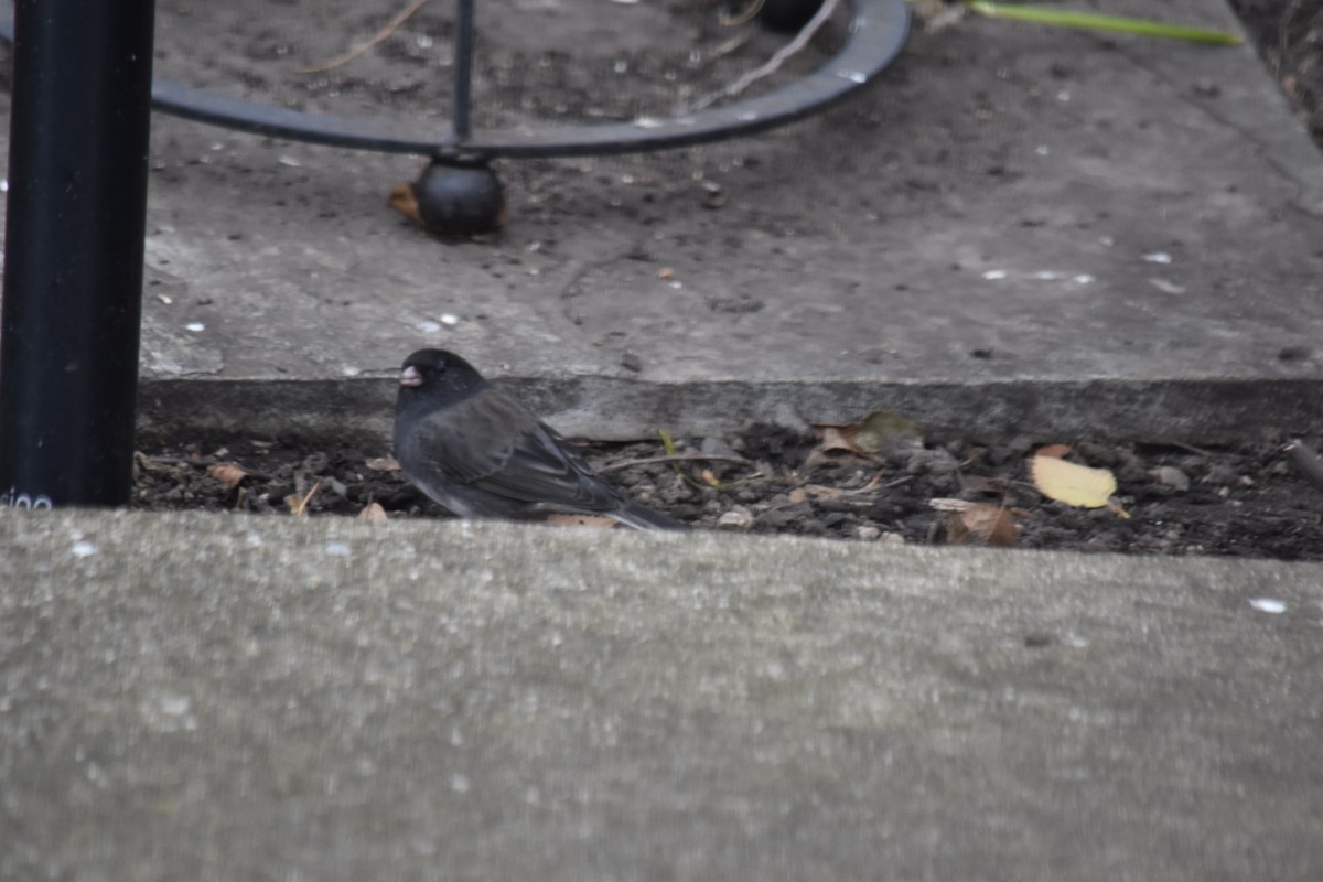 Dark-eyed Junco (Slate-colored/cismontanus) - ML645961558