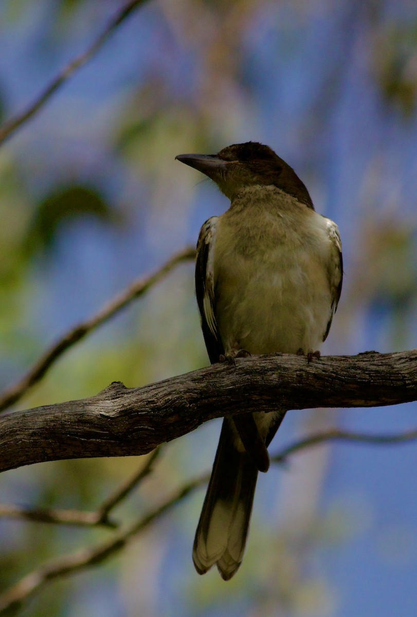 Pied Butcherbird - ML645961563
