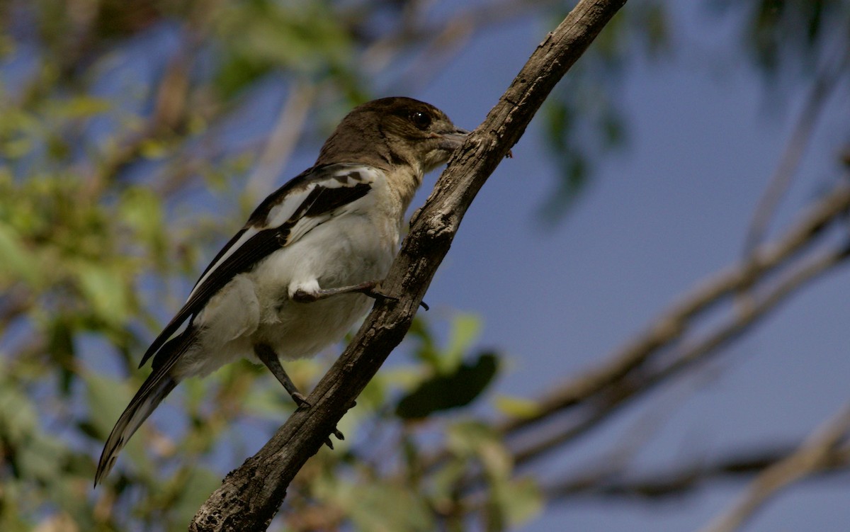 Pied Butcherbird - ML645961564