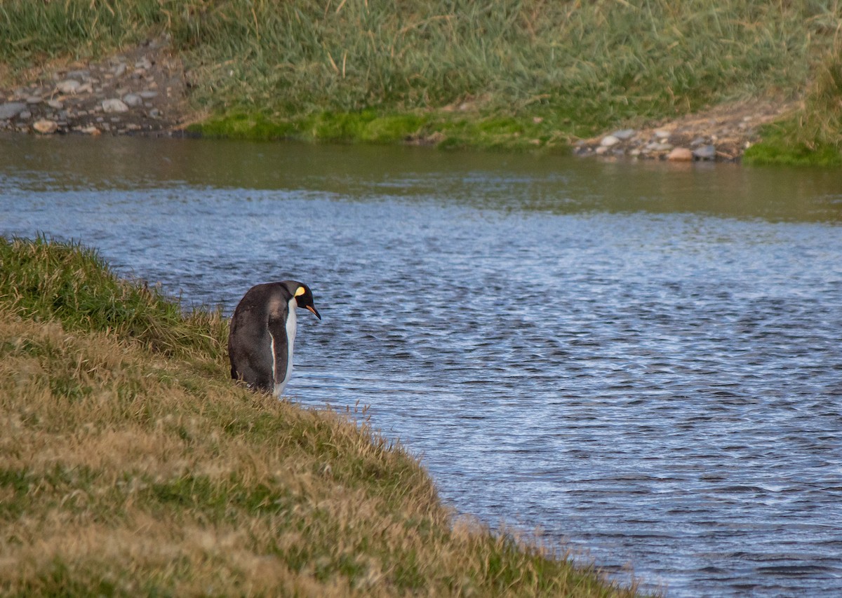 King Penguin - ML645961566
