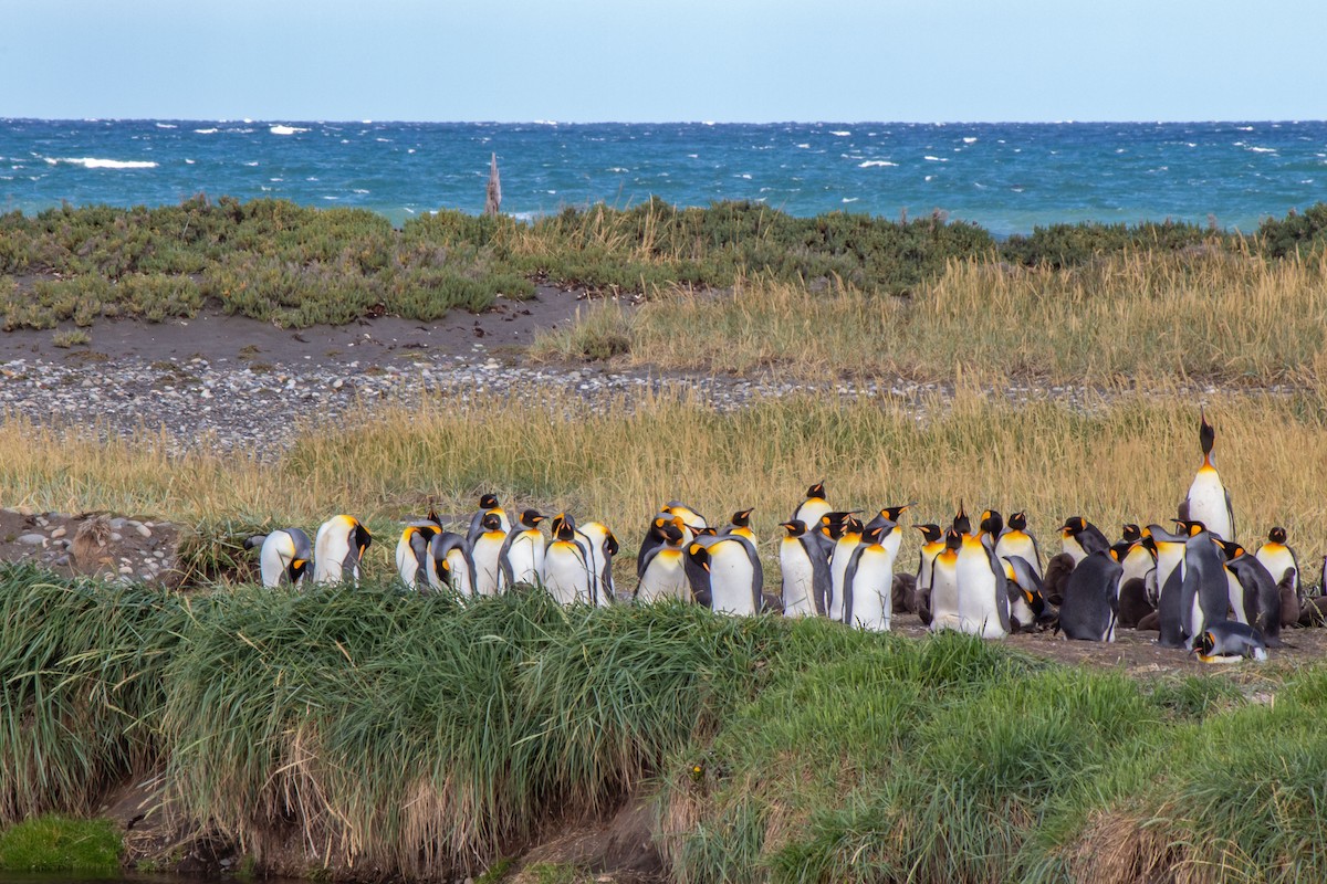 King Penguin - ML645961567