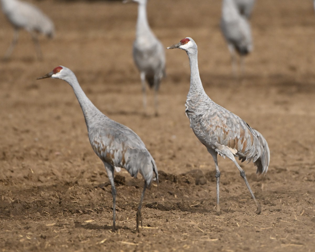 Sandhill Crane - ML645961569