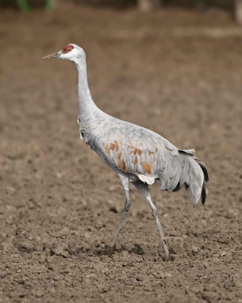 Sandhill Crane - ML645961570