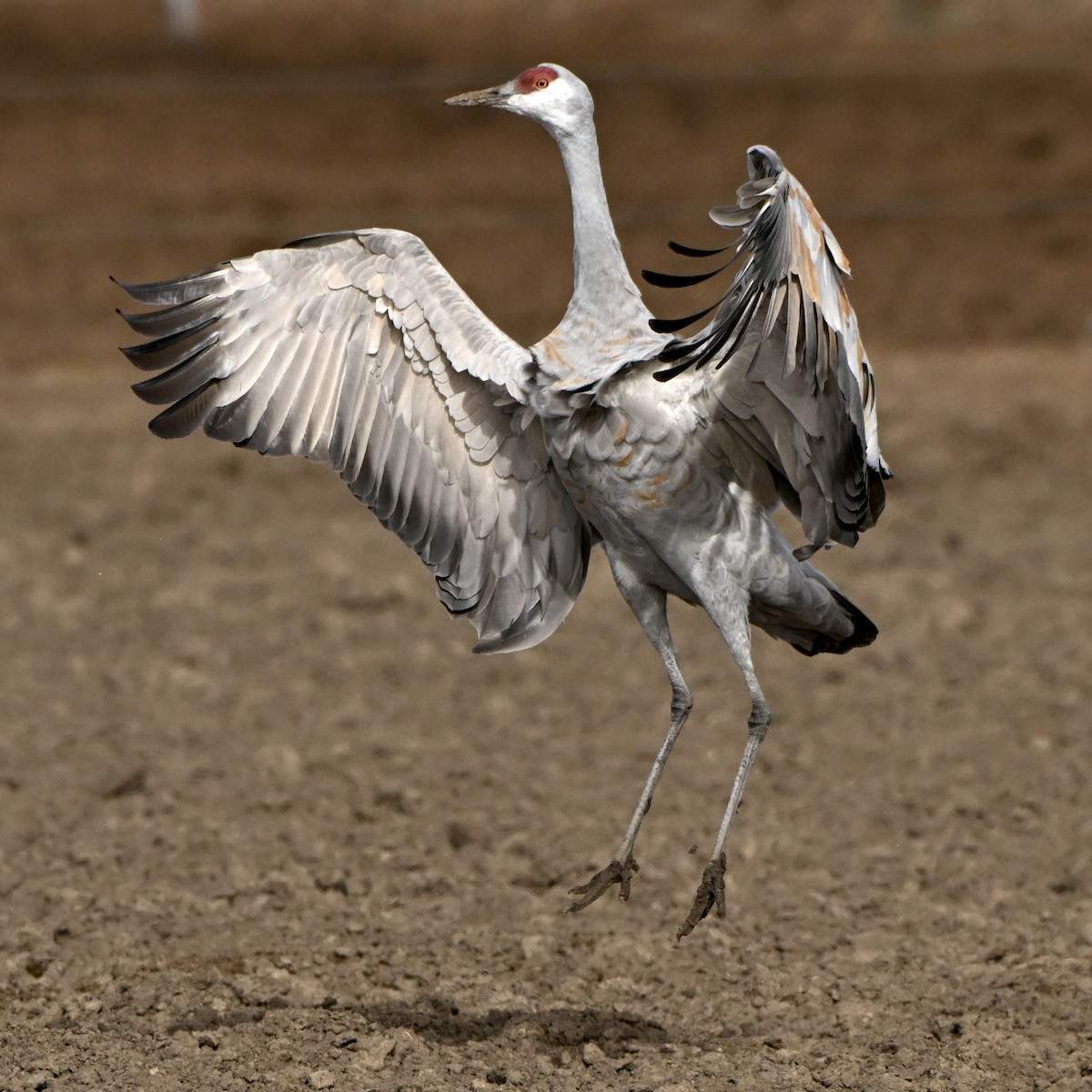 Sandhill Crane - ML645961571