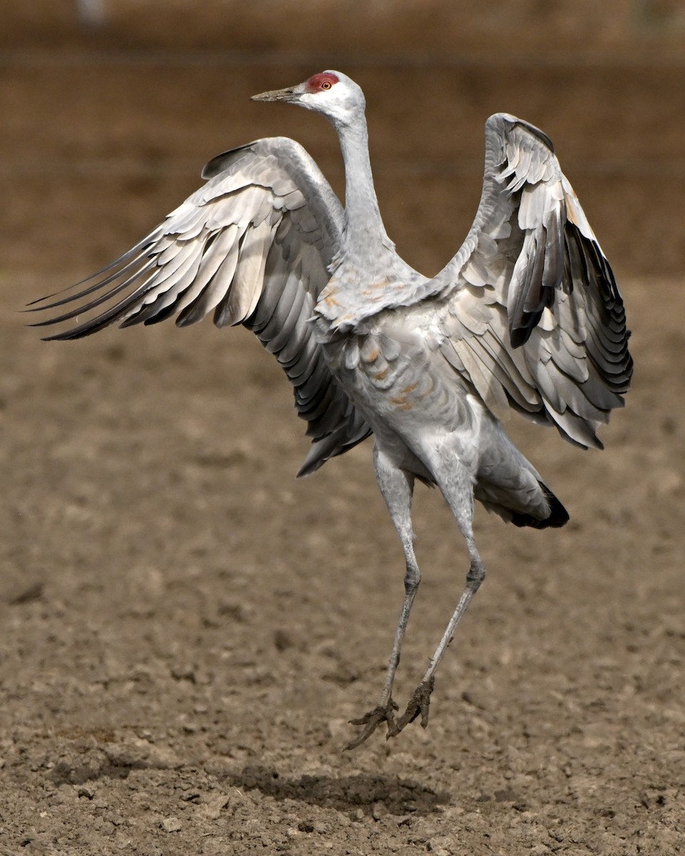 Sandhill Crane - ML645961572