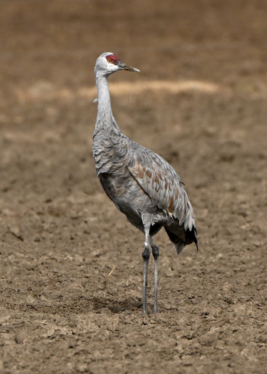 Sandhill Crane - ML645961573