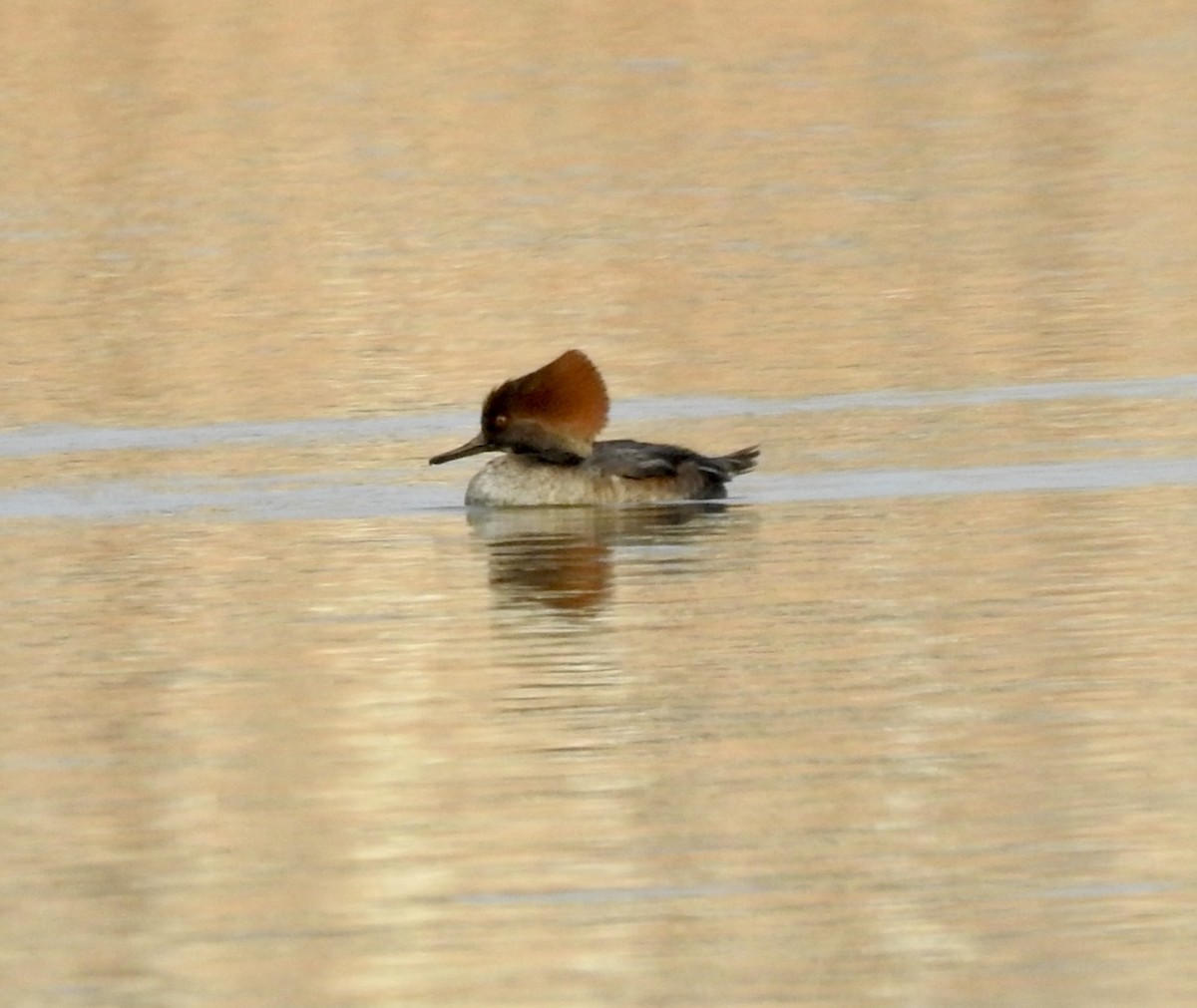 Hooded Merganser - ML645961574