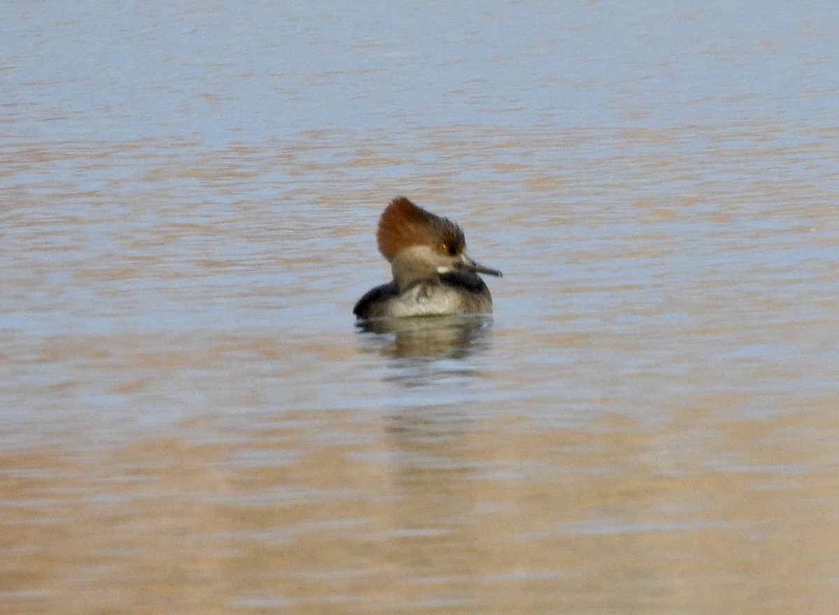 Common Merganser - ML645961576