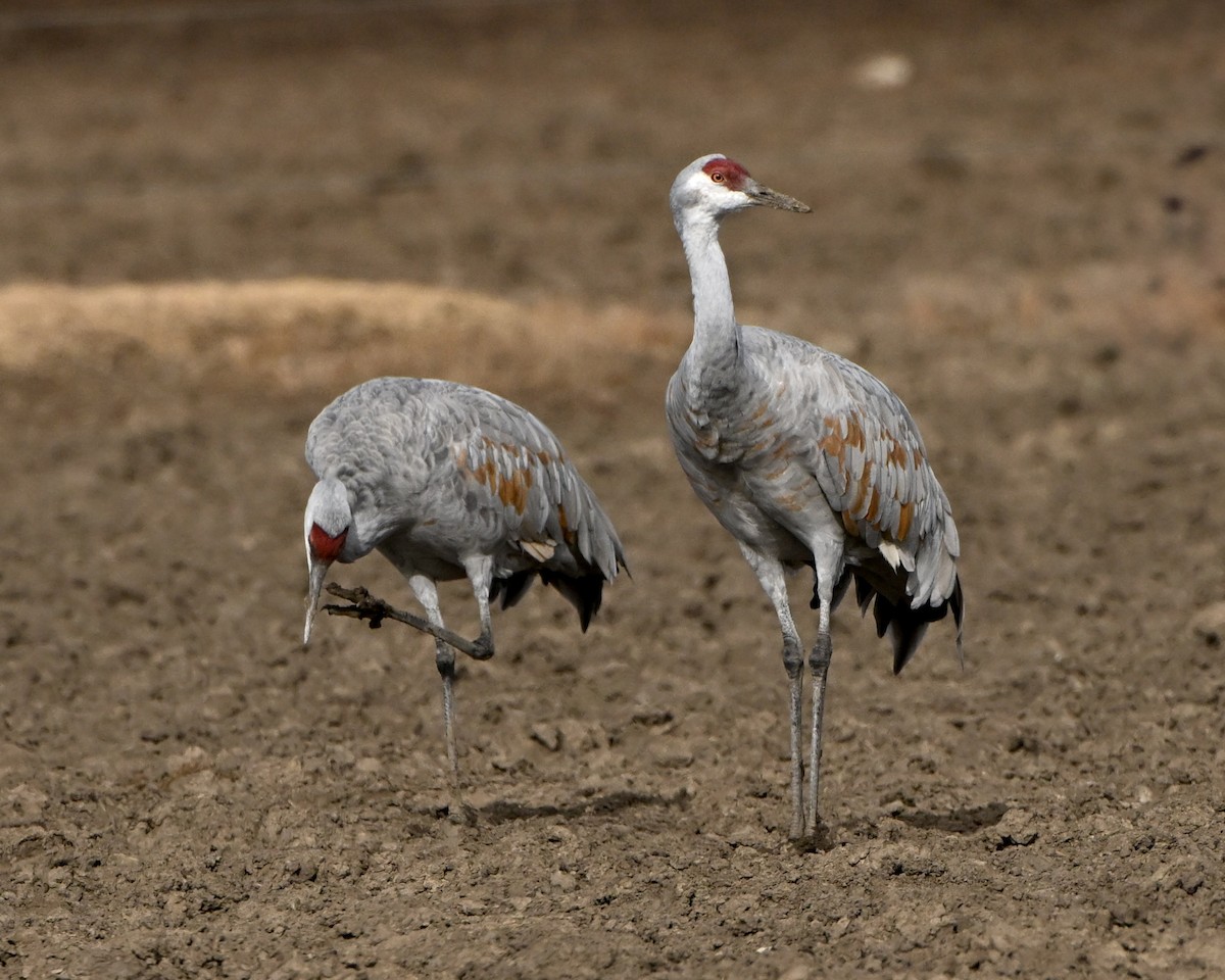 Sandhill Crane - ML645961577