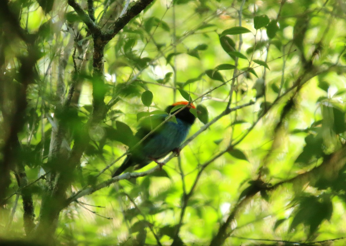Swallow-tailed Manakin - ML645961578