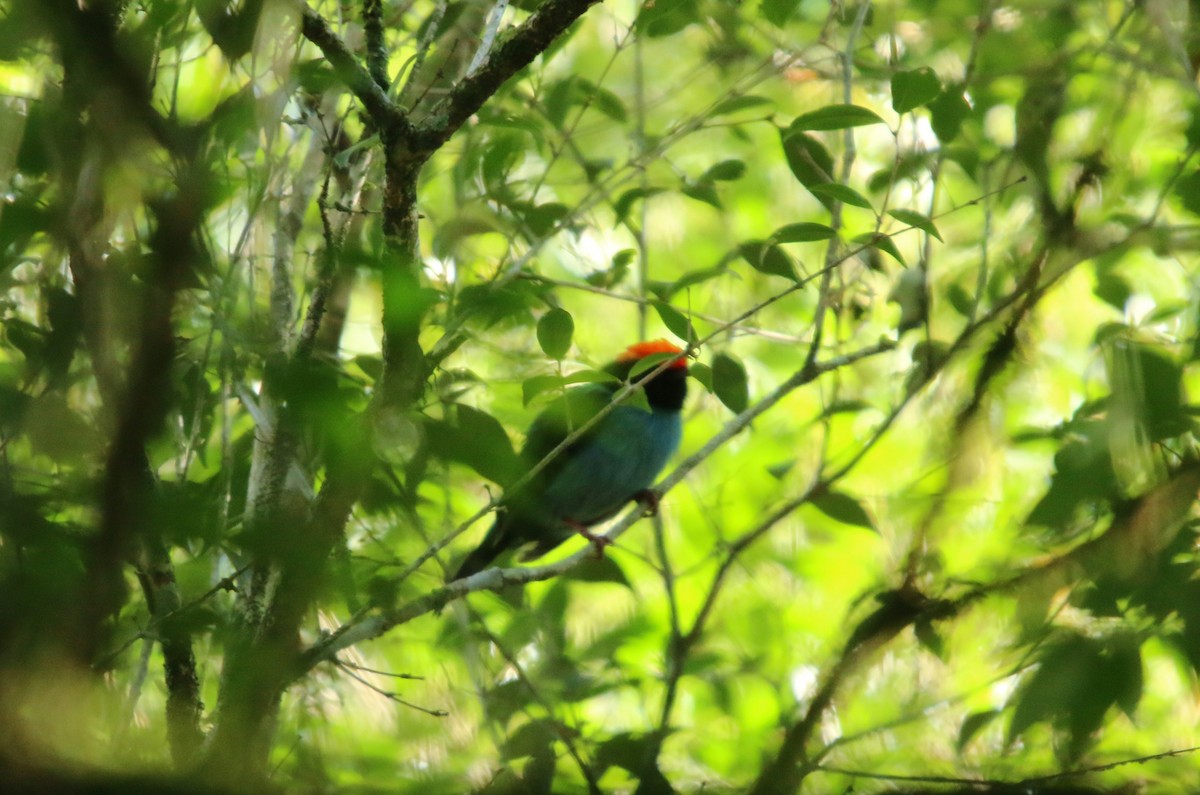 Swallow-tailed Manakin - ML645961579